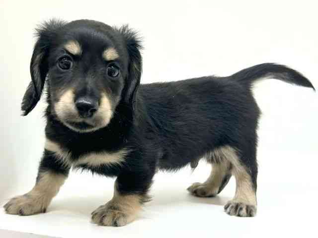 兵庫県のミニチュアダックスフンド(ロング) (ひごペットフレンドリーブルメールHAT神戸店/2025年8月30日生まれ/男の子/ブラックイエロー)の子犬の3枚目の画像