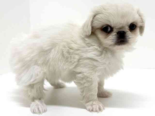 大阪府のペキニーズ (ひごペットフレンドリーくずはモール店/2025年8月29日生まれ/女の子/ホワイト)の子犬の3枚目の画像