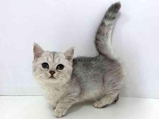 大阪府のミヌエット (ひごペットフレンドリーベルファⅡ都島店/2025年8月25日生まれ/男の子/シルバータビー)の子猫の3枚目の画像