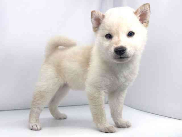 兵庫県の柴犬(標準サイズ) (ひごペットフレンドリーイオンタウン加古川店/2025年8月27日生まれ/男の子/白)の子犬の3枚目の画像