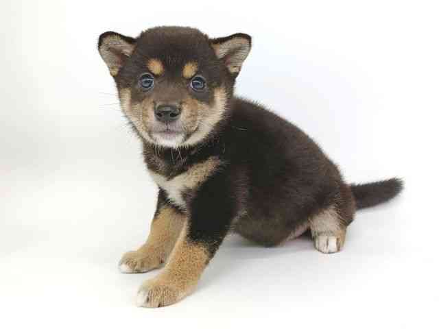 大阪府の柴犬(標準サイズ) (ひごペットフレンドリー泉ヶ丘店/2025年8月30日生まれ/女の子/黒)の子犬の3枚目の画像