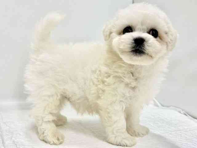 高知県のビションフリーゼ (ひごペットフレンドリーイオンモール高知店/2025年8月31日生まれ/男の子/ホワイト)の子犬の3枚目の画像