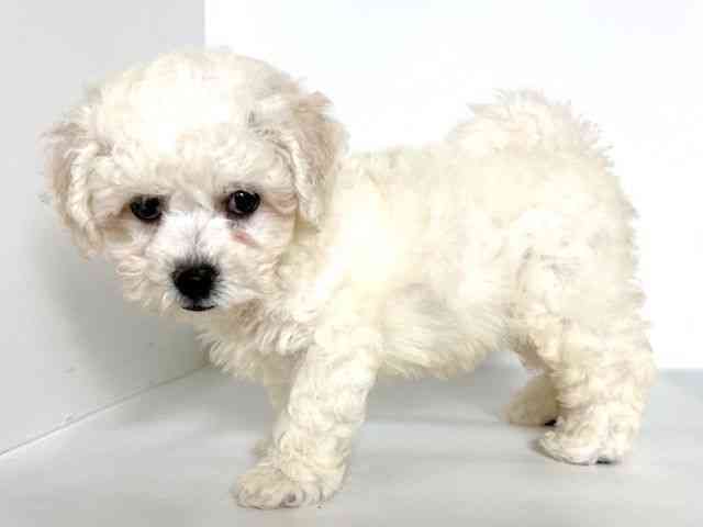 大阪府のビションフリーゼ (ひごペットフレンドリーアクロスプラザ住之江店/2025年8月31日生まれ/女の子/ホワイト)の子犬の3枚目の画像