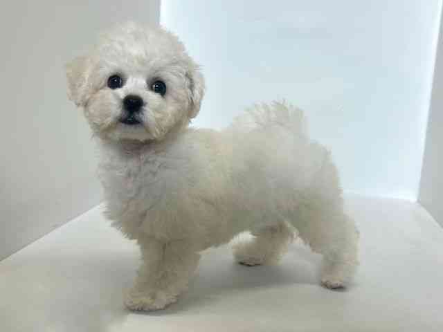 大阪府のビションフリーゼ (ひごペットフレンドリーアクロスプラザ住之江店/2025年8月31日生まれ/女の子/ホワイト)の子犬の3枚目の画像