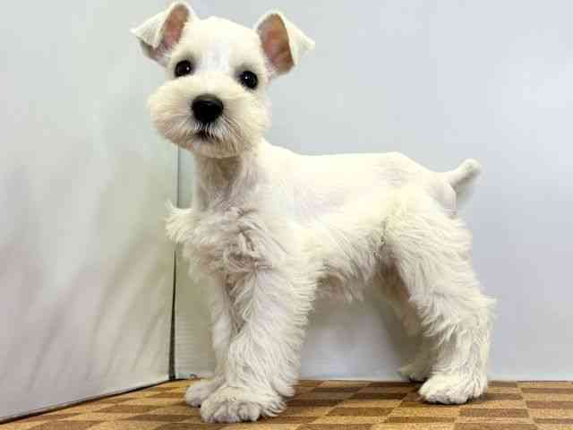 愛媛県のミニチュアシュナウザー (ひごペットフレンドリーエミフルMASAKI店/2025年8月29日生まれ/女の子/ホワイト)の子犬の3枚目の画像