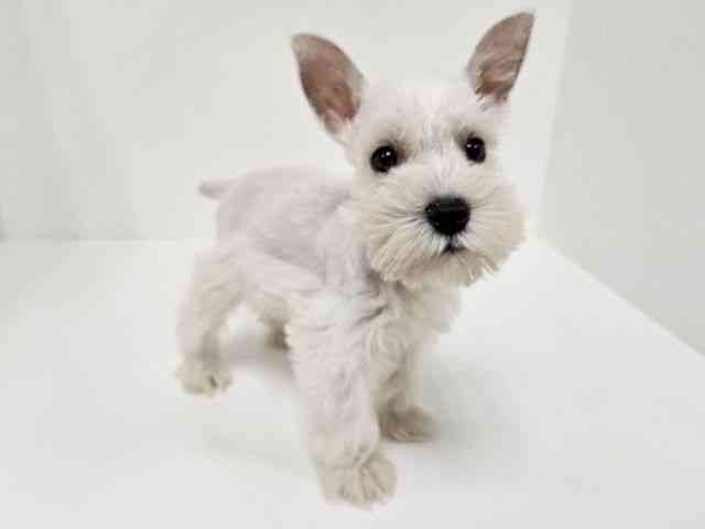 愛知県のミニチュアシュナウザー (ひごペットフレンドリーイトーヨーカドー知多店/2025年8月29日生まれ/女の子/ホワイト)の子犬の3枚目の画像