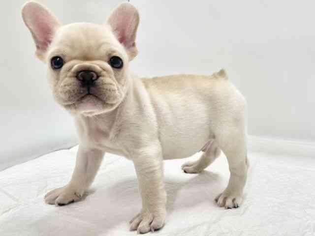 高知県のフレンチブルドッグ (ひごペットフレンドリーイオンモール高知店/2025年8月27日生まれ/男の子/クリーム)の子犬の3枚目の画像