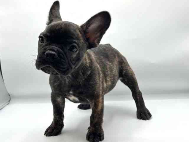 香川県のフレンチブルドッグ (ひごペットフレンドリーゆめタウン高松店/2025年8月27日生まれ/男の子/ブリンドル)の子犬の3枚目の画像