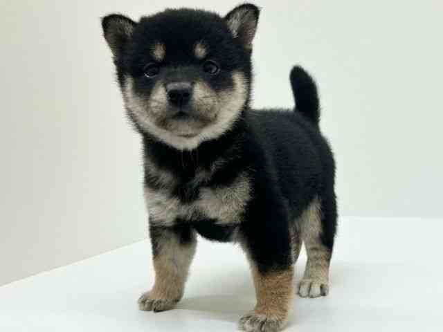 兵庫県の柴犬(標準サイズ) (ひごペットフレンドリーブルメールHAT神戸店/2025年8月28日生まれ/女の子/黒)の子犬の3枚目の画像