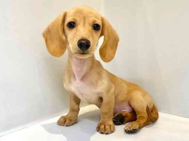 大阪府のミニチュアダックスフンド(スムース) (ひごペットフレンドリーセブンパーク天美店/2025年8月30日生まれ/男の子/ゴールド)の子犬の3枚目の画像