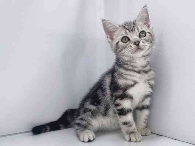 兵庫県のアメリカンショートヘアー (ひごペットフレンドリーイオンタウン加古川店/2025年8月30日生まれ/男の子/シルバータビー)の子猫の3枚目の画像