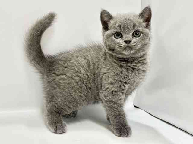 高知県のブリティッシュショートヘアー (ひごペットフレンドリーイオンモール高知店/2025年8月29日生まれ/女の子/ブルー)の子猫の3枚目の画像