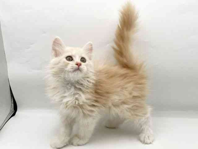 奈良県のサイベリアン (ひごペットフレンドリートナリエ大和高田店/2025年8月23日生まれ/男の子/クリームホワイト)の子猫の3枚目の画像