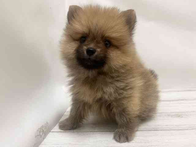 和歌山県のポメラニアン (ひごペットフレンドリーパームシティ和歌山店/2025年8月30日生まれ/女の子/オレンジ)の子犬の3枚目の画像