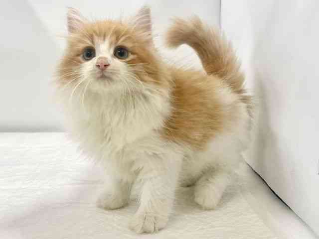 高知県のノルウェージャンフォレストキャット (ひごペットフレンドリーイオンモール高知店/2025年8月28日生まれ/男の子/レッドタビーホワイト)の子猫の3枚目の画像