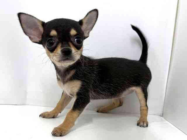 大阪府のチワワ(スムース) (ひごペットフレンドリーベルファⅡ都島店/2025年8月31日生まれ/女の子/ブラックタンホワイト)の子犬の3枚目の画像