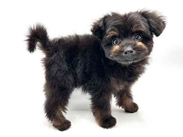 奈良県のポメプー(ポメラニアン×プードル) (ひごペットフレンドリー田原本店/2025年8月30日生まれ/男の子/ブラックタン)の子犬の3枚目の画像