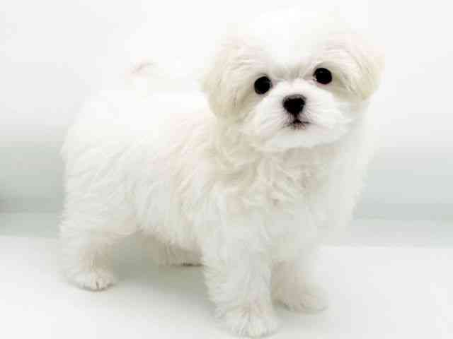 兵庫県のマルチーズ (ひごペットフレンドリーコロワ甲子園店/2025年8月28日生まれ/女の子/ホワイト)の子犬の3枚目の画像