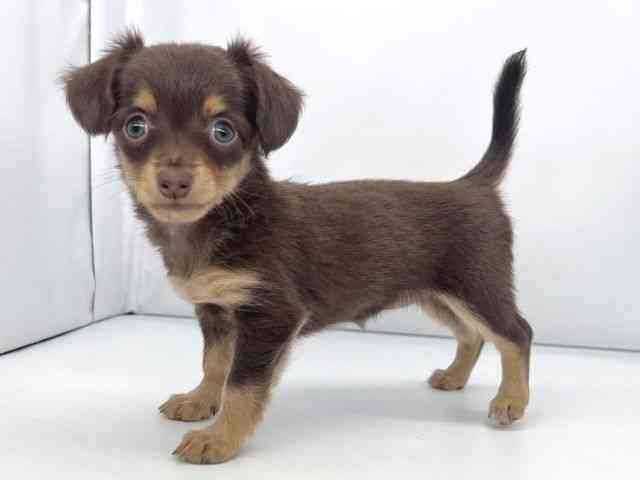 兵庫県のチワックス(チワワ×ダックス) (ひごペットフレンドリーイオンタウン加古川店/2025年8月30日生まれ/女の子/チョコレートタン)の子犬の3枚目の画像