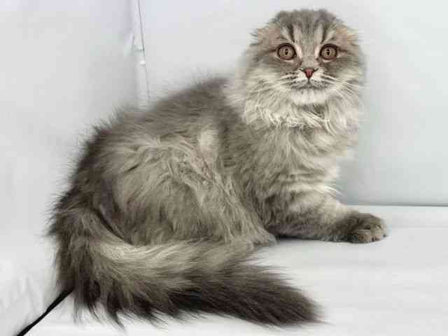 大阪府のスコティッシュフォールド (ひごペットフレンドリーイトーヨーカドー津久野店/2025年8月30日生まれ/女の子/ブルータビー)の子猫の3枚目の画像