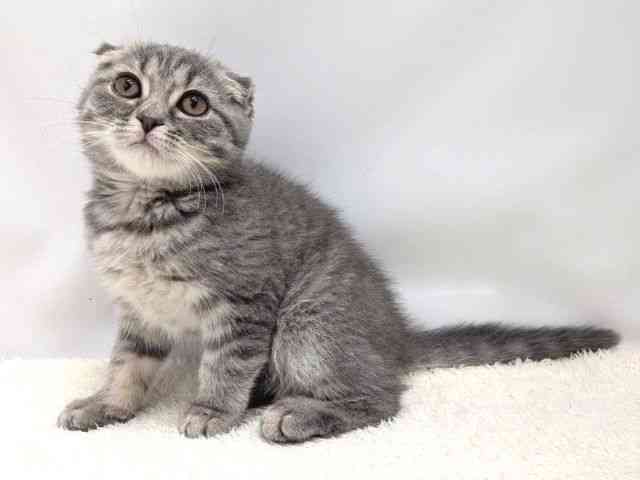 広島県のスコティッシュフォールド (ひごペットフレンドリーゆめタウン廿日市店/2025年8月30日生まれ/女の子/ブルータビー)の子猫の3枚目の画像