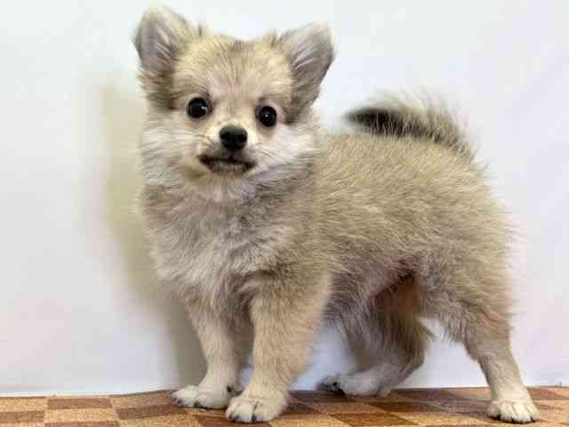 愛媛県のポメチワ/チワポメ/ポメチー(ポメラニアン×チワワ) (ひごペットフレンドリーエミフルMASAKI店/2025年8月31日生まれ/女の子/オレンジ)の子犬の3枚目の画像