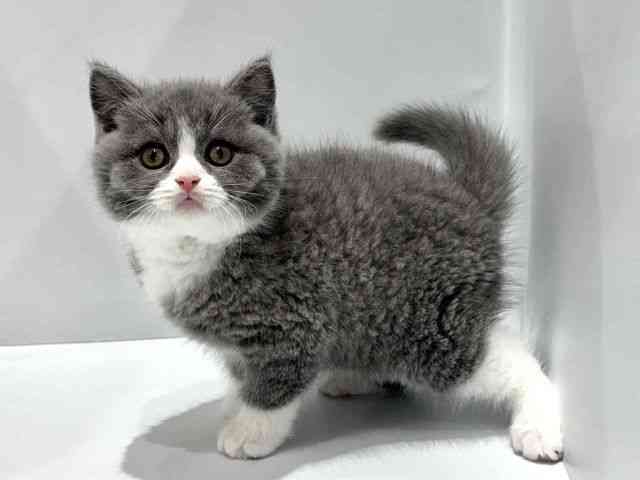 大阪府のブリティッシュショートヘアー (ひごペットフレンドリーセブンパーク天美店/2025年8月31日生まれ/男の子/ブルーホワイト)の子猫の3枚目の画像