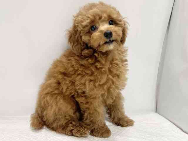 高知県のトイプードル(トイ) (ひごペットフレンドリーイオンモール高知店/2025年8月31日生まれ/女の子/レッド)の子犬の3枚目の画像