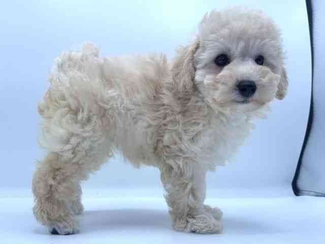 愛知県のトイプードル(トイ) (ひごペットフレンドリープライムツリー赤池店/2025年8月31日生まれ/女の子/クリーム)の子犬の3枚目の画像