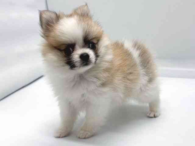 京都府のポメチワ/チワポメ/ポメチー(ポメラニアン×チワワ) (ひごペットフレンドリー京都店/2025年8月26日生まれ/女の子/ホワイトレッド)の子犬の3枚目の画像
