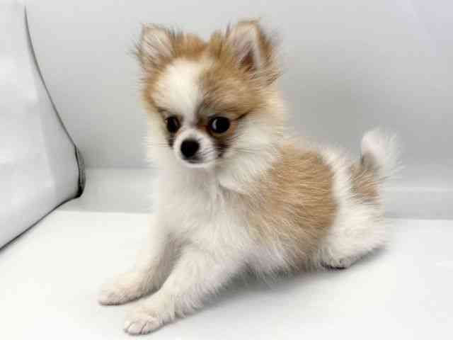 京都府のポメチワ/チワポメ/ポメチー(ポメラニアン×チワワ) (ひごペットフレンドリー京都店/2025年8月26日生まれ/女の子/ホワイトレッド)の子犬の3枚目の画像