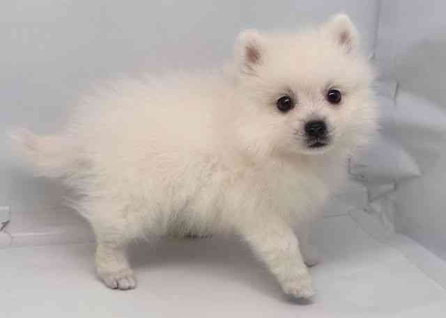 鳥取県の日本スピッツ (ひごペットフレンドリーイオンモール鳥取北店/2025年8月30日生まれ/女の子/ホワイト)の子犬の3枚目の画像