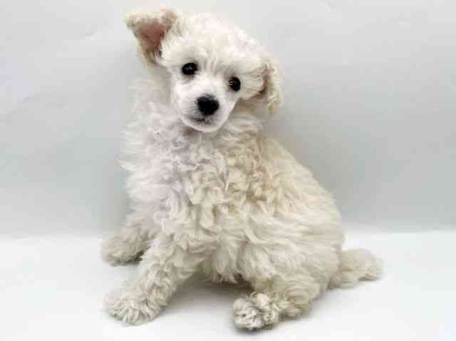 奈良県のトイプードル(トイ) (ひごペットフレンドリートナリエ大和高田店/2025年8月28日生まれ/男の子/ホワイト)の子犬の3枚目の画像