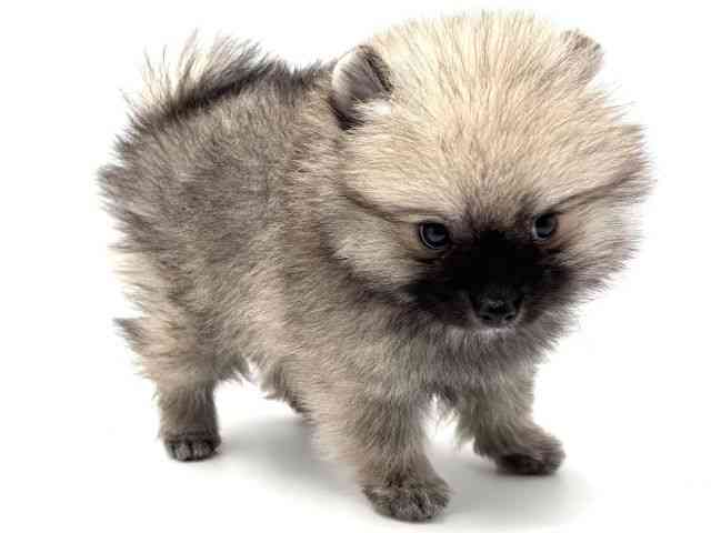 大阪府のポメラニアン (ひごペットフレンドリーみのおキューズモール店/2025年8月31日生まれ/男の子/ウルフセーブル)の子犬の3枚目の画像