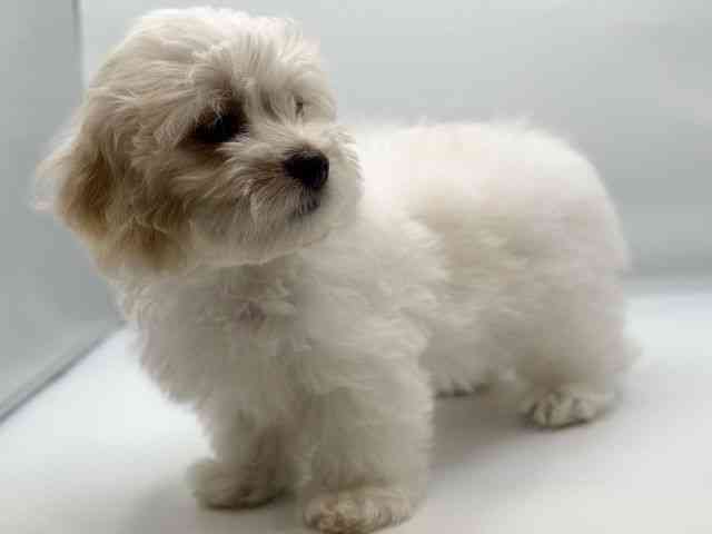 徳島県のマルックス(マルチーズ×ダックス) (ひごペットフレンドリーゆめタウン徳島店/2025年8月31日生まれ/女の子/ホワイト)の子犬の3枚目の画像