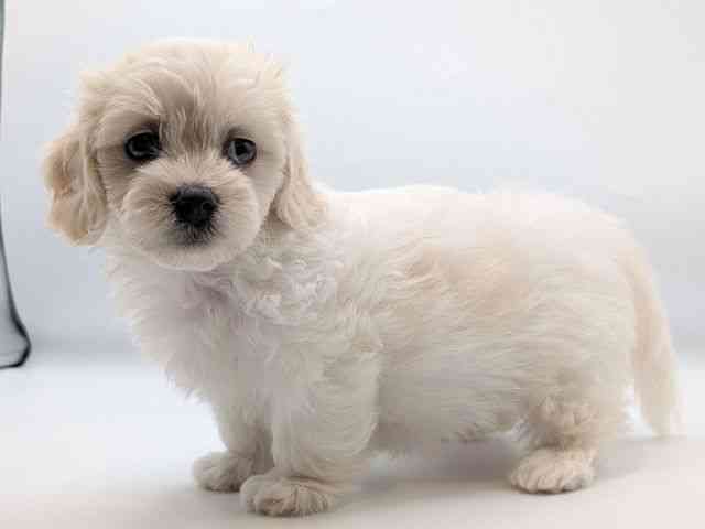 香川県のハーフ犬・ミックス犬 (ひごペットフレンドリーゆめタウン高松店/2025年8月31日生まれ/女の子/ホワイト)の子犬の3枚目の画像