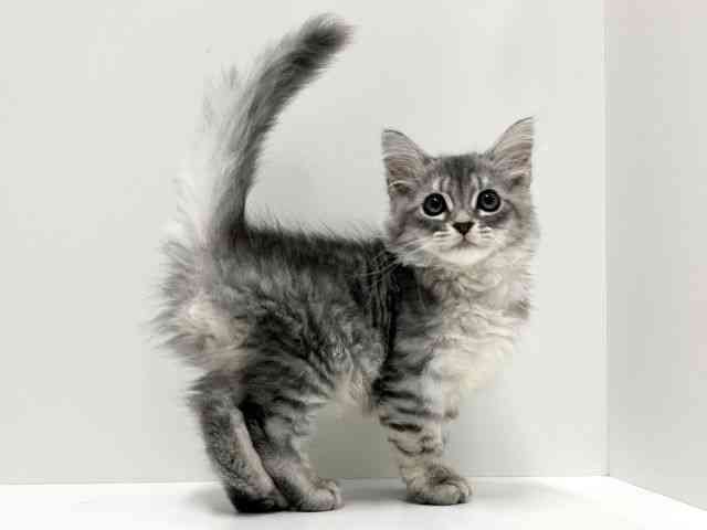 愛知県のミヌエット (ひごペットフレンドリーららぽーと名古屋みなとアクルス店/2025年8月31日生まれ/男の子/ブルーシルバータビー)の子猫の3枚目の画像