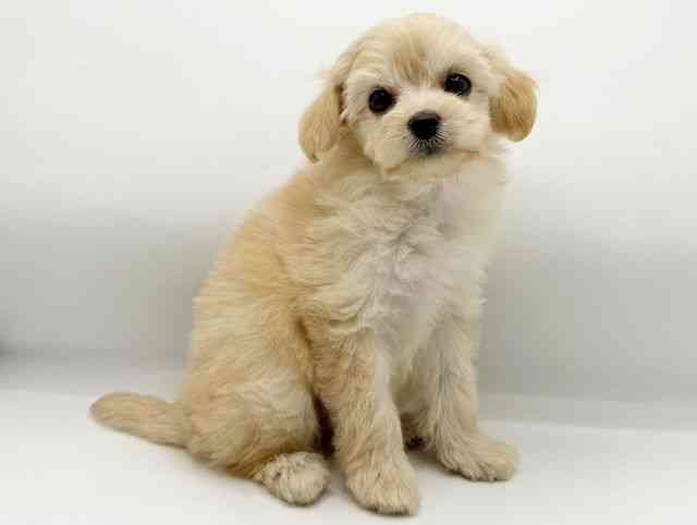 兵庫県のチワプー/プーチー(チワワ×プードル) (ひごペットフレンドリーコロワ甲子園店/2025年8月29日生まれ/女の子/クリーム)の子犬の3枚目の画像