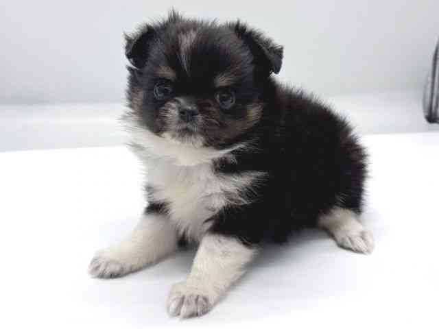 京都府のハーフ犬・ミックス犬 (ひごペットフレンドリー京都店/2025年8月31日生まれ/女の子/ブラックタンホワイト)の子犬の3枚目の画像