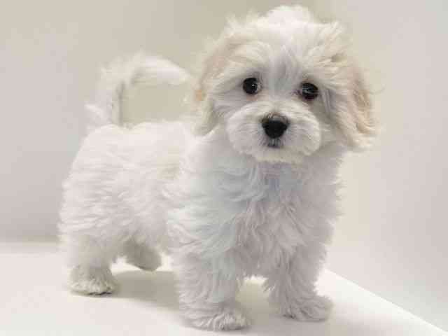 兵庫県のマルックス(マルチーズ×ダックス) (ひごペットフレンドリーイトーヨーカドー明石店/2025年8月31日生まれ/女の子/ホワイト)の子犬の3枚目の画像