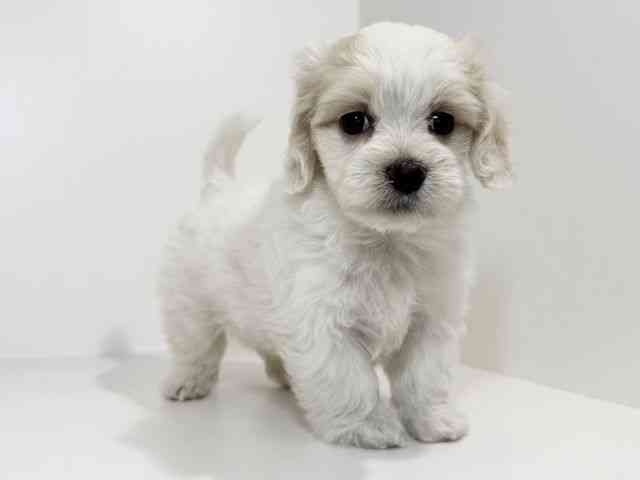 兵庫県のハーフ犬・ミックス犬 (ひごペットフレンドリーイトーヨーカドー明石店/2025年8月31日生まれ/女の子/ホワイト)の子犬の3枚目の画像