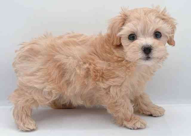 島根県のハーフ犬・ミックス犬 (ひごペットフレンドリーイオン松江ショッピングセンター店/2025年8月30日生まれ/女の子/アプリコット)の子犬の3枚目の画像