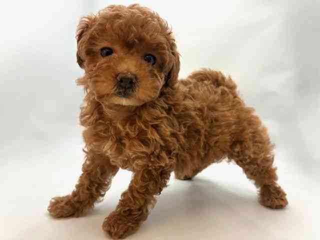 大阪府のトイプードル(トイ) (ひごペットフレンドリー東淀川店/2025年8月29日生まれ/女の子/レッド)の子犬の3枚目の画像