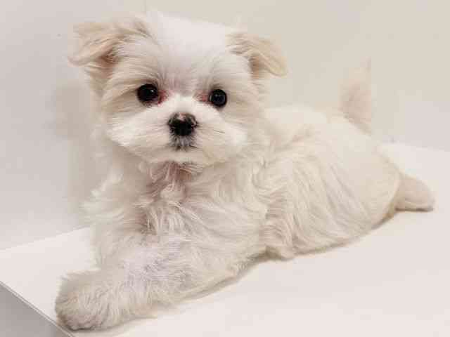 奈良県のマルチーズ (ひごペットフレンドリーイオンモール橿原ウエスト・ビレッジ店/2025年8月31日生まれ/男の子/ホワイト)の子犬の3枚目の画像