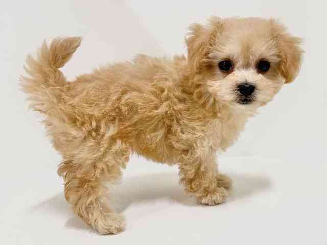 奈良県のマルプー(マルチーズ×プードル) (ひごペットフレンドリーイオンモール橿原ウエスト・ビレッジ店/2025年8月28日生まれ/女の子/アプリコット)の子犬の3枚目の画像