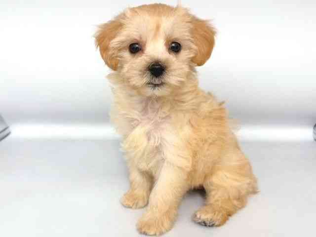 大阪府のマルプー(マルチーズ×プードル) (ひごペットフレンドリー岸和田店/2025年8月28日生まれ/女の子/アプリコット)の子犬の3枚目の画像