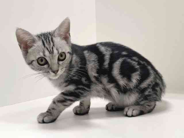 兵庫県のアメリカンショートヘアー (ひごペットフレンドリーイトーヨーカドー明石店/2025年8月25日生まれ/女の子/シルバータビー)の子猫の3枚目の画像