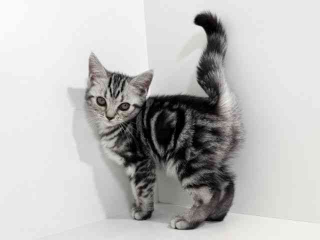 兵庫県のアメリカンショートヘアー (ひごペットフレンドリーイトーヨーカドー明石店/2025年8月25日生まれ/女の子/シルバータビー)の子猫の3枚目の画像