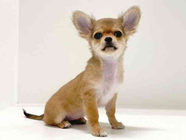 兵庫県のチワワ(ロング) (ひごペットフレンドリーイトーヨーカドー明石店/2025年8月31日生まれ/女の子/レッド)の子犬の3枚目の画像