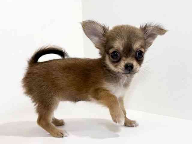 兵庫県のチワワ(ロング) (ひごペットフレンドリーイトーヨーカドー明石店/2025年8月31日生まれ/女の子/レッド)の子犬の3枚目の画像